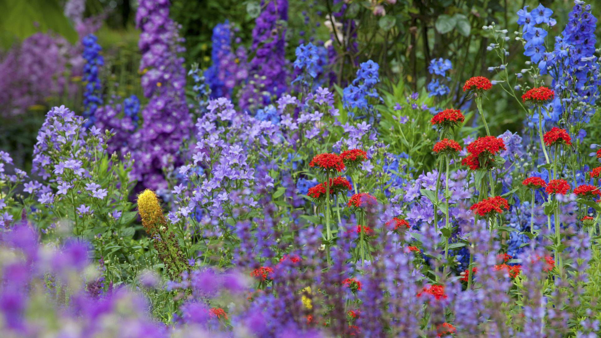 Top 10 Low Maintenance Plants For Your Garden | Jon Gower ...